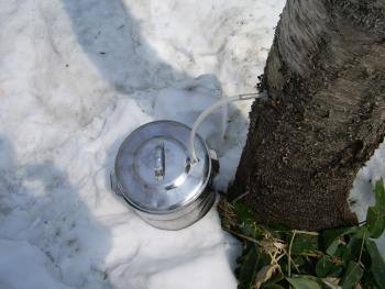 母なる樹から生まれた白樺樹液　北海道美深町仁宇布産　100％！