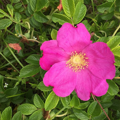 ハマナス白樺樹液美容液