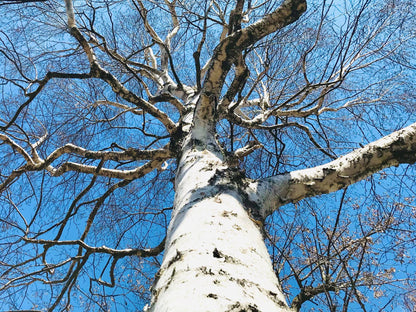 母なる樹から生まれた白樺樹液　北海道美深町仁宇布産　100％！