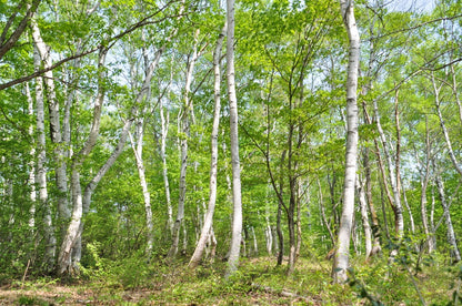 母なる樹から生まれた白樺樹液　北海道美深町仁宇布産　100％！