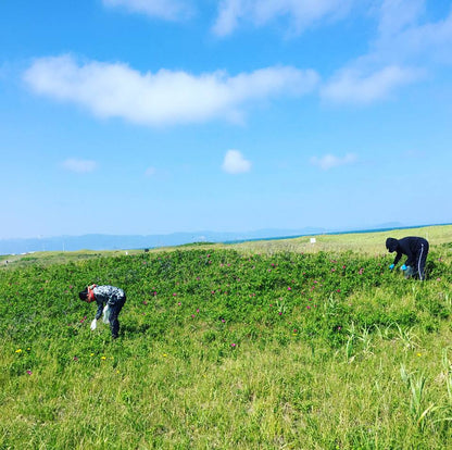 ハマナス白樺樹液美容液
